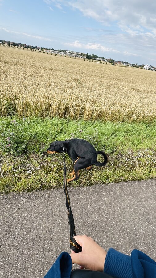 Bild vergr&ouml;&szlig;ern: 20260727_Hund